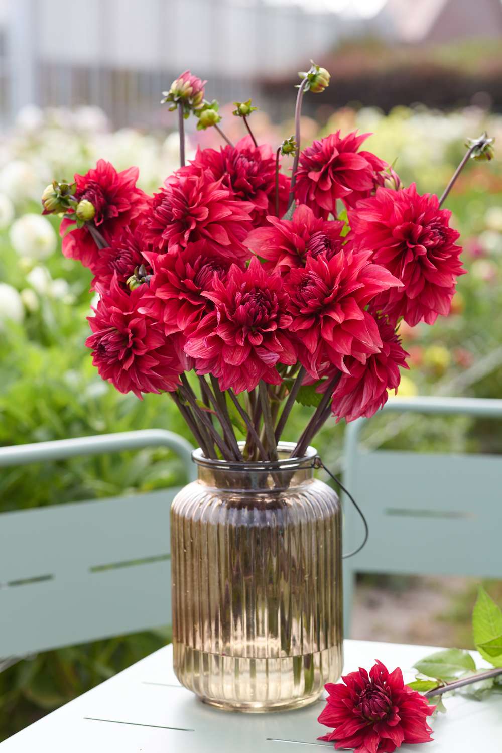 Dahlia 'Amarone'